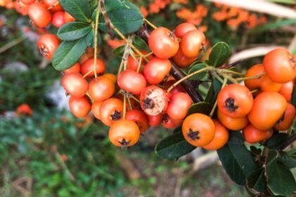 Tűztövis ágán érett narancssárga bogyók láthatók, zöld levelek között.