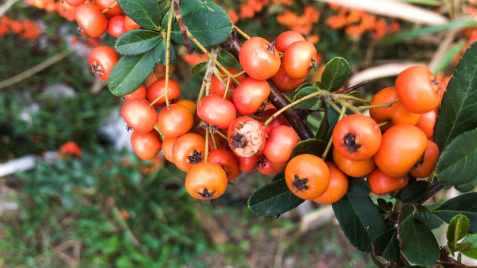 Tűztövis ágán érett narancssárga bogyók láthatók, zöld levelek között.