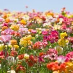 Színes virágok sokasága egy napsütötte mezőn, különböző árnyalatokban pompázva.