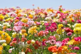 Színes virágok sokasága egy napsütötte mezőn, különböző árnyalatokban pompázva.