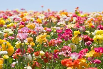 Színes virágok sokasága egy napsütötte mezőn, különböző árnyalatokban pompázva.