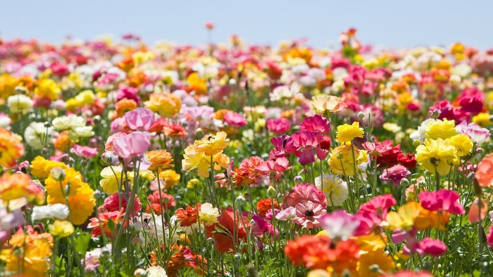 Színes virágok sokasága egy napsütötte mezőn, különböző árnyalatokban pompázva.