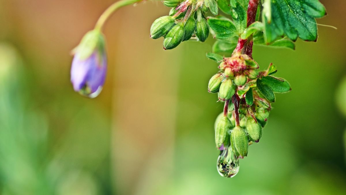 Az apró gólyaorr bimbói cseppenként gyűjtik a reggeli harmatot, élénk zöld levelekkel körülvéve.