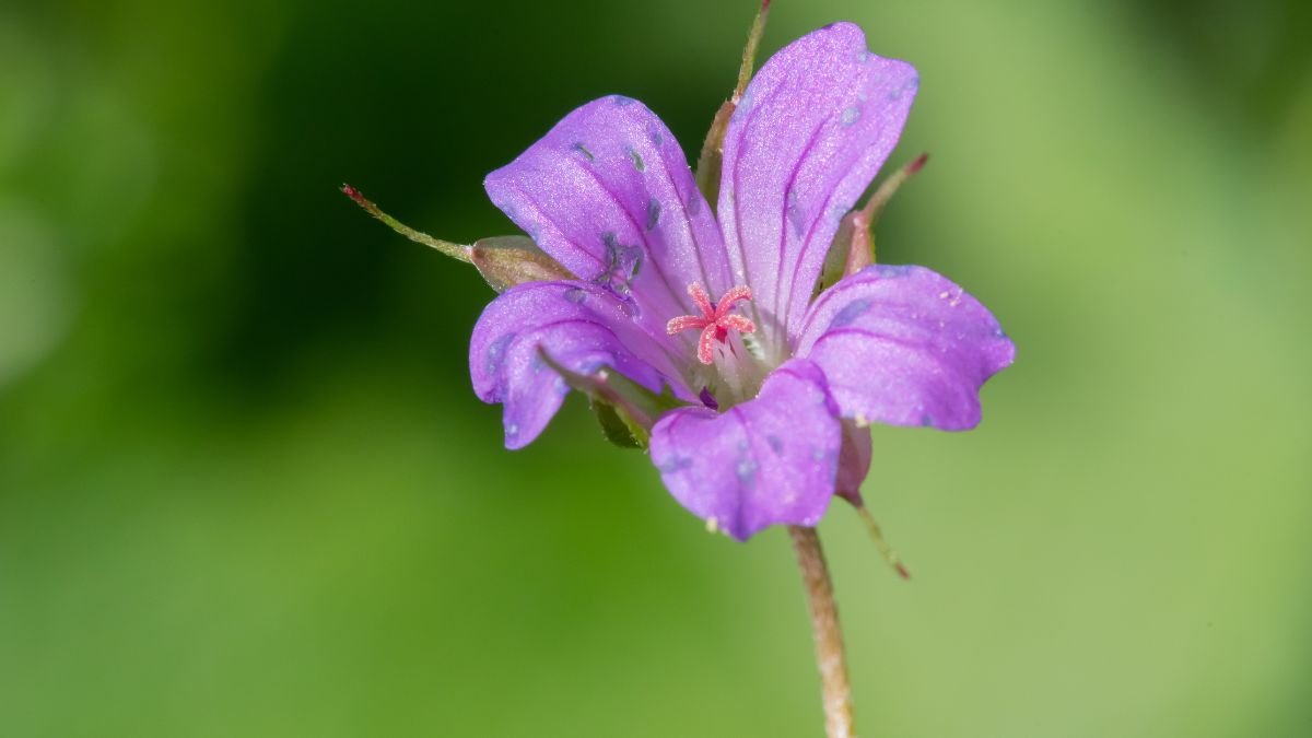 Az apró gólyaorr virágának közeli képe, élénk lila színnel és finom részletekkel.
