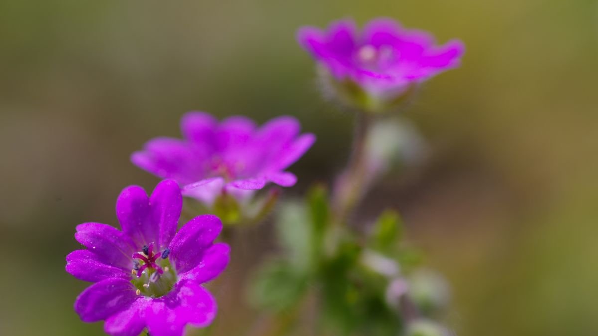 Közeli kép apró gólyaorr virágokról, élénk lila színben, zöld levelek között.