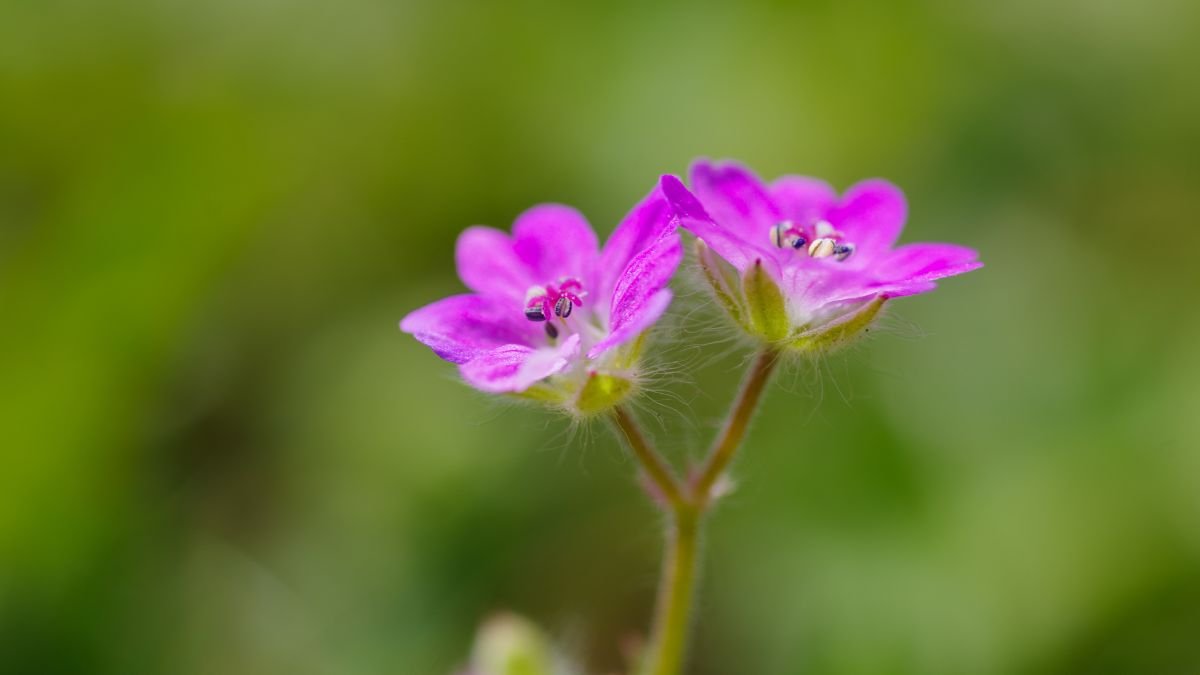 Két apró gólyaorr virág, élénk rózsaszín szirmokkal és zöld háttérrel.