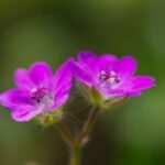 Két apró gólyaorr virág, élénk rózsaszín szirmokkal, zöld háttér előtt.