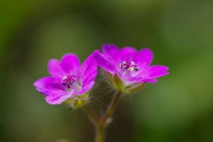 Két apró gólyaorr virág, élénk rózsaszín szirmokkal, zöld háttér előtt.