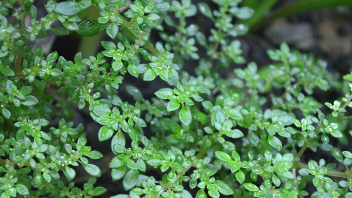 Az aprólevelű üvegcsalán (Pilea microphylla) dús, zöld levelei, cseppekkel a frissesség érdekében, trópusi hangulatot árasztanak.