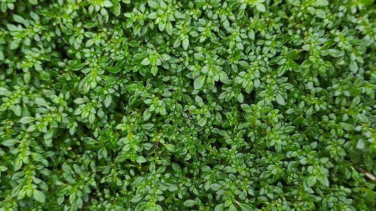 Sűrű, apró, fényes zöld levelek alkotják az aprólevelű üvegcsalán (Pilea microphylla) gazdag, dús növényzetét.