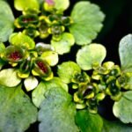 Az aranyos veselke zöld levelei között apró, aranysárga virágok bontakoznak ki, amelyek tavaszi varázst hoznak az árnyékos kertekbe.