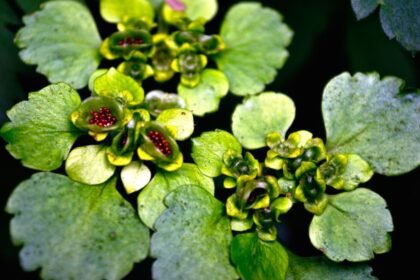 Az aranyos veselke zöld levelei között apró, aranysárga virágok bontakoznak ki, amelyek tavaszi varázst hoznak az árnyékos kertekbe.