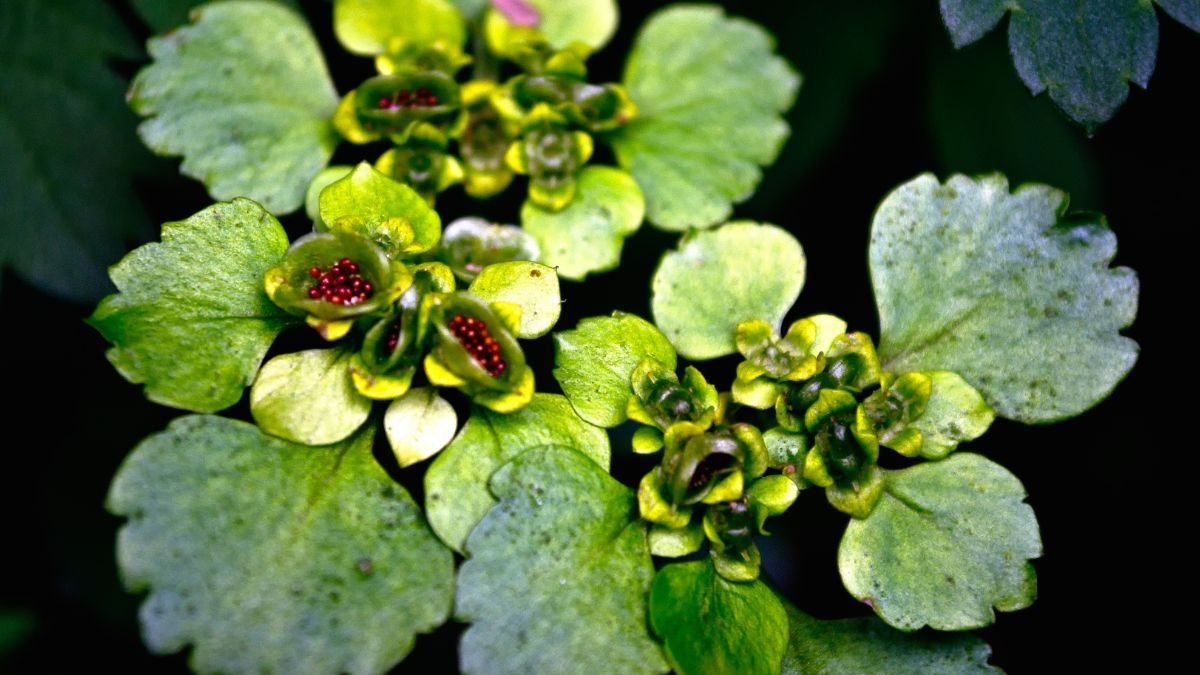 Az aranyos veselke zöld levelei között apró, aranysárga virágok bontakoznak ki, amelyek tavaszi varázst hoznak az árnyékos kertekbe.