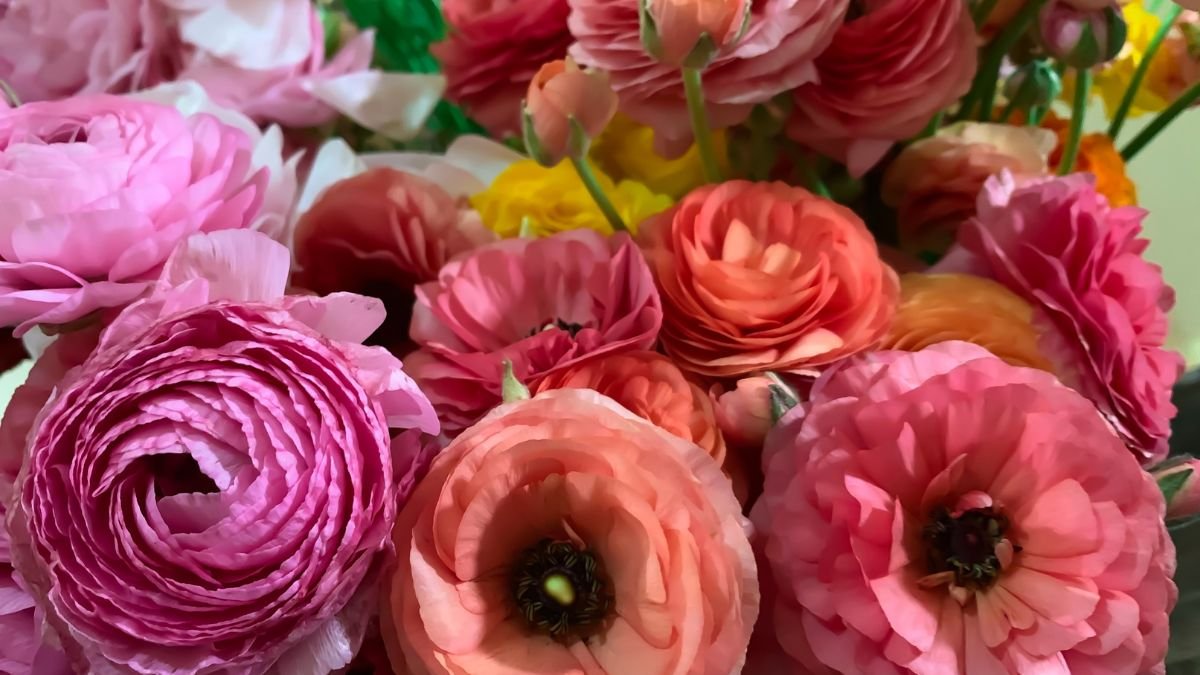 Színes ázsiai boglárkák (Ranunculus asiaticus) virágok, különböző árnyalatokban, rózsaszíntől a narancsig.