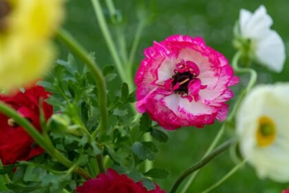 Színes ázsiai boglárkák, élénk rózsaszín, piros és sárga virágokkal, zöld levelekkel körülvéve.