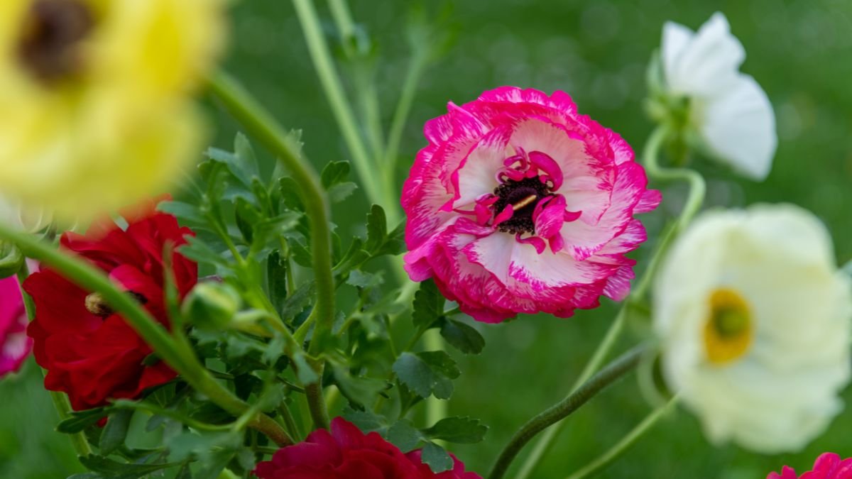 Színes ázsiai boglárkák, élénk rózsaszín, piros és sárga virágokkal, zöld levelekkel körülvéve.