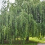 Egy babiloni szomorúfűz zöldellő, ágas-bogas koronája, amely árnyékot ad a kertben.