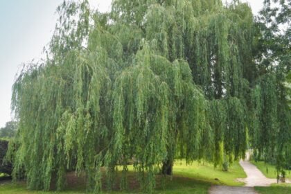 Egy babiloni szomorúfűz zöldellő, ágas-bogas koronája, amely árnyékot ad a kertben.