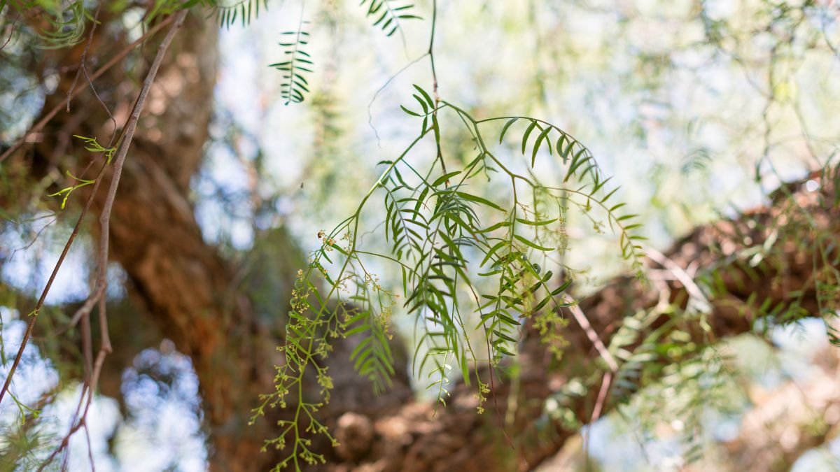 Egy babiloni szomorúfűz ágai, zöld levelekkel, napfényben ragyogva.