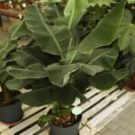 Egy fiatal banánfa zöld levelekkel, egy virágboltban, más növények között.