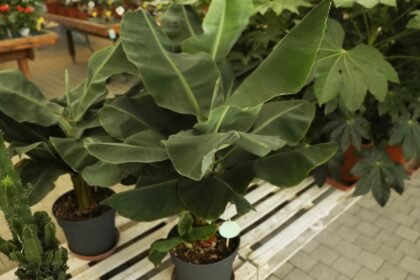 Egy fiatal banánfa zöld levelekkel, egy virágboltban, más növények között.