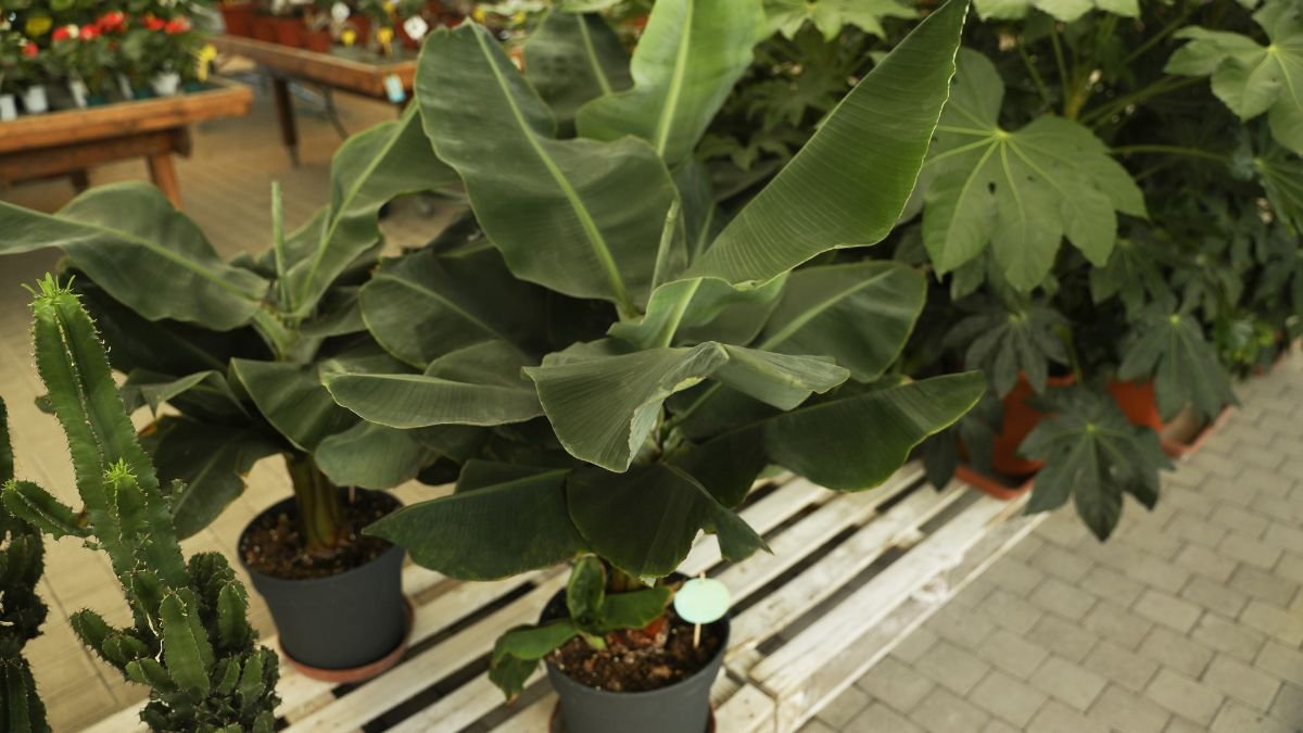 Egy fiatal banánfa zöld levelekkel, egy virágboltban, más növények között.