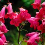 Rózsaszín bugatölcsér virágok csoportja zöld háttér előtt, életteli színekkel.