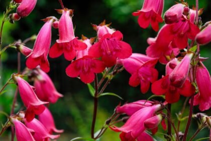 Rózsaszín bugatölcsér virágok csoportja zöld háttér előtt, életteli színekkel.