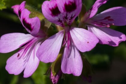 Rózsaszínű, citromillatú muskátli virágok közelről, szív alakú levelekkel.