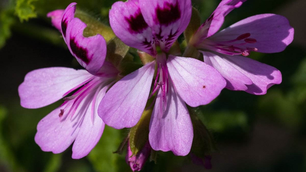 Rózsaszínű, citromillatú muskátli virágok közelről, szív alakú levelekkel.