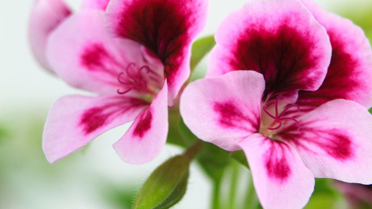 Két gyönyörű citromillatú muskátli virág, rózsaszín és lila árnyalatokkal, zöld levelekkel körülvéve.