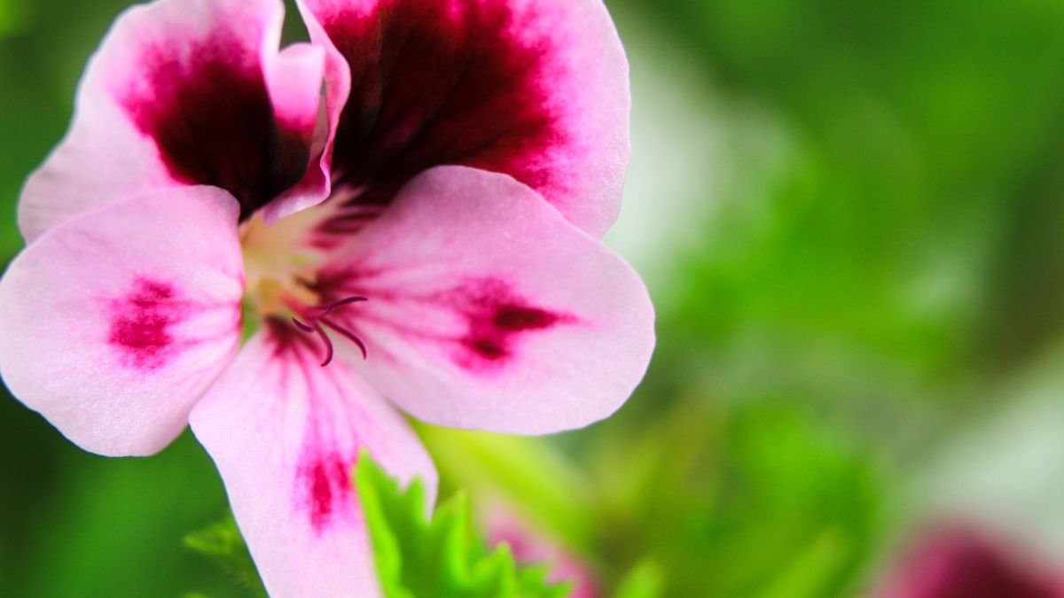 Rózsaszínű, fehér csíkozású muskátli virág, zöld levelek között.