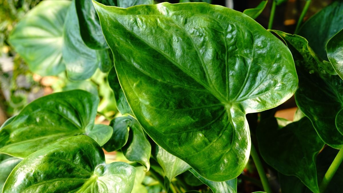 Egy élénkzöld elefántfül pálma levél részlete, sima felülettel és jellegzetes formával.