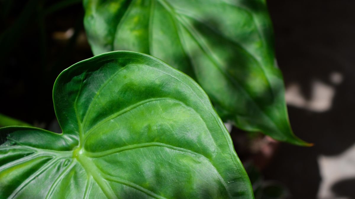 Két dús, zöld elefántfül pálma levél, ragyogó fényben, a növény egzotikus megjelenésével.