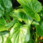 Az Alocasia cucullata, más néven elefántfül pálma, dús, zöld levelekkel díszített növény, amely egzotikus hangulatot áraszt.