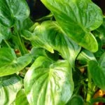 Az Alocasia cucullata, más néven elefántfül pálma, dús, zöld levelekkel díszített növény, amely egzotikus hangulatot áraszt.