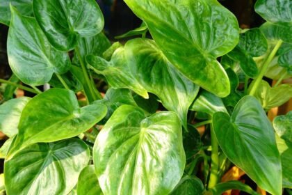 Az Alocasia cucullata, más néven elefántfül pálma, dús, zöld levelekkel díszített növény, amely egzotikus hangulatot áraszt.