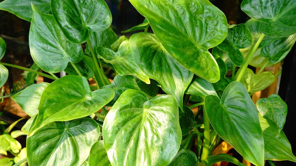 Az Alocasia cucullata, más néven elefántfül pálma, dús, zöld levelekkel díszített növény, amely egzotikus hangulatot áraszt.