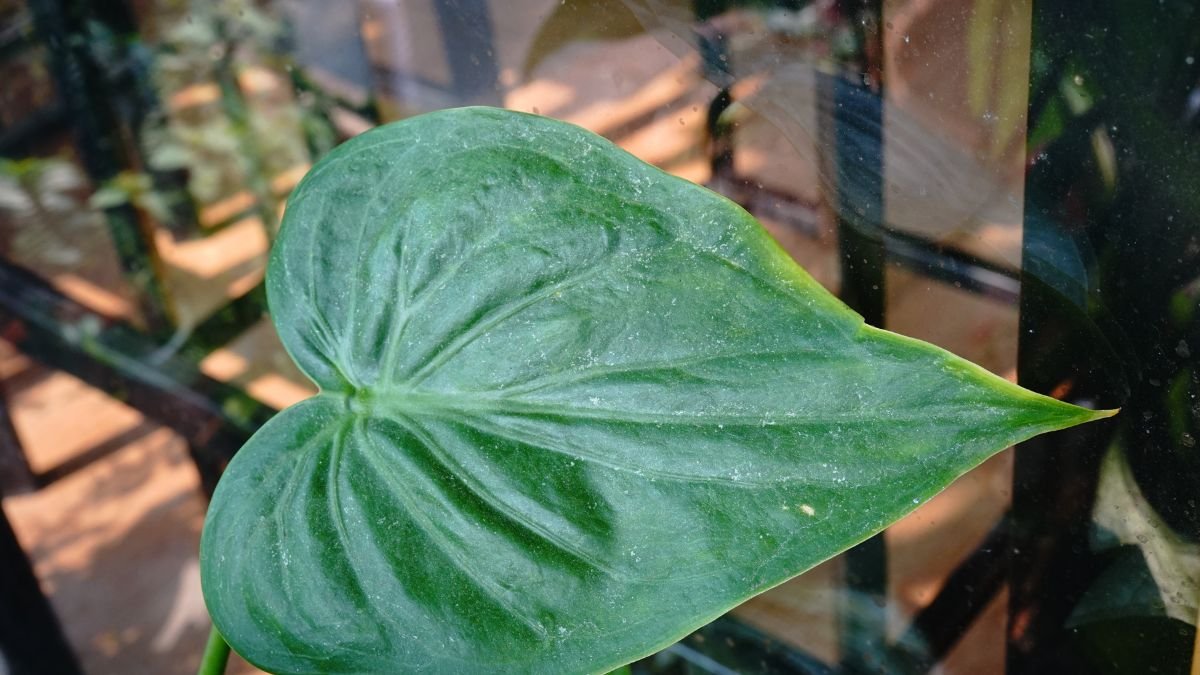 Egy szép, zöld elefántfül pálma levél, sima felülettel és jellegzetes formával, háttérben üveges felülettel.
