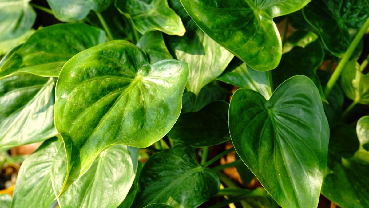 Az elefántfül pálma levelei, sima felületük és gazdag zöld színük kiemelkednek a háttérből.