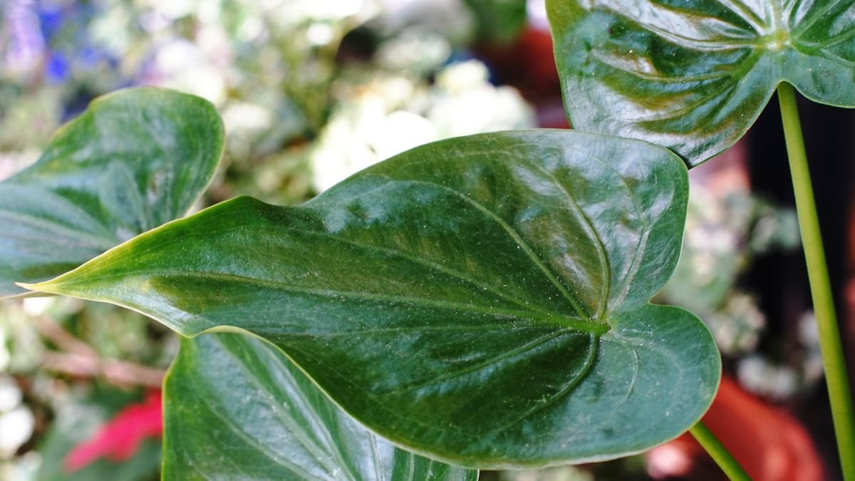 Az Alocasia cucullata, vagy elefántfül pálma levelei, dús zöld színnel és szív alakú formával, egy szobanövény háttérben.