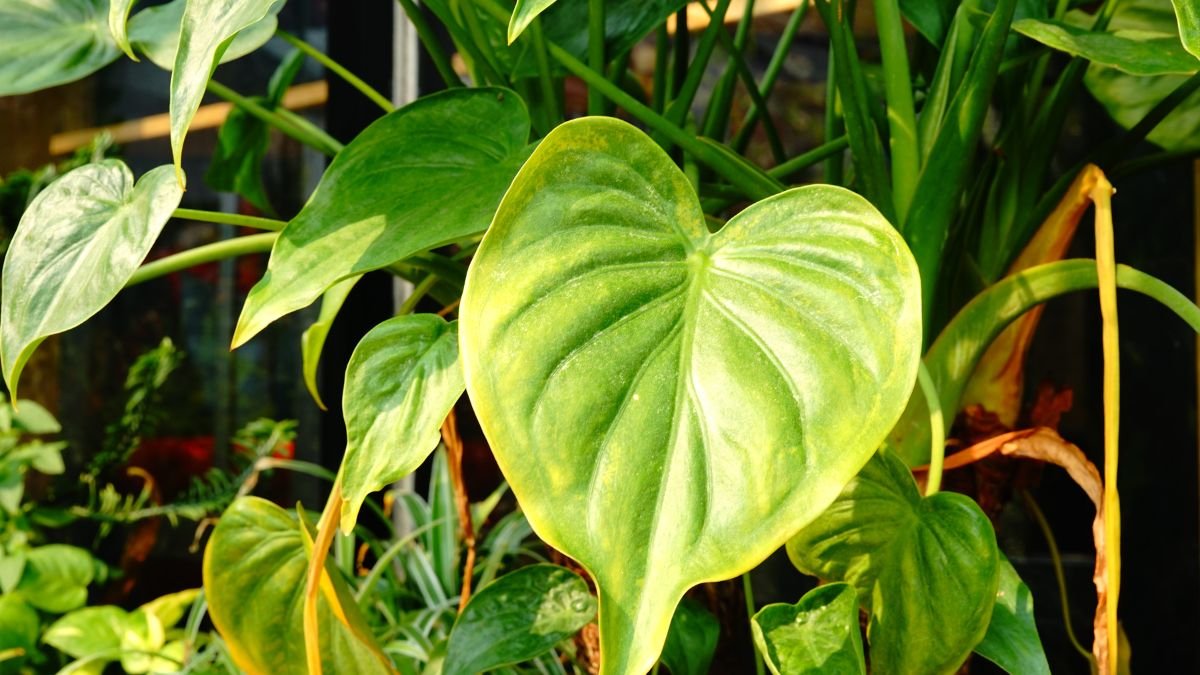 Egy zöld, szív alakú elefántfül pálma levél a napfényben, körülötte más zöld növények.