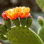 Az Engelmann-fügekaktusz élénk sárga és narancssárga virágokkal, zöld levelekkel és tüskés termésekkel.