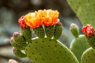 Az Engelmann-fügekaktusz élénk sárga és narancssárga virágokkal, zöld levelekkel és tüskés termésekkel.