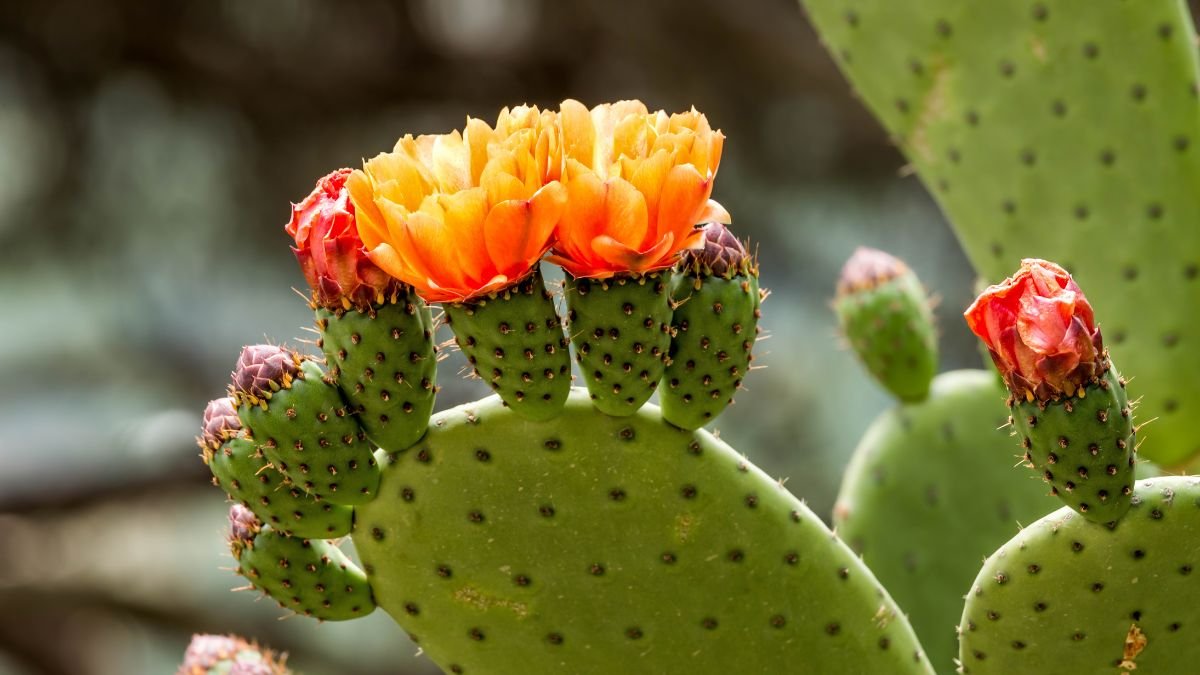 Az Engelmann-fügekaktusz élénk sárga és narancssárga virágokkal, zöld levelekkel és tüskés termésekkel.