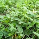 Zöld, egészséges földi mandula növények sűrűn nőnek egy kertben, élénk levelekkel.