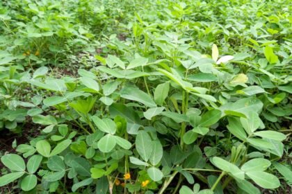 Zöld, egészséges földi mandula növények sűrűn nőnek egy kertben, élénk levelekkel.
