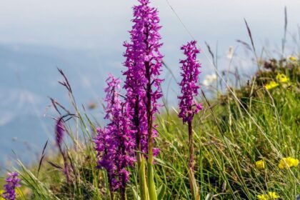 Füles kosbor (Orchis mascula) virágzó példányai zöld fűben, gyönyörű lila színben.