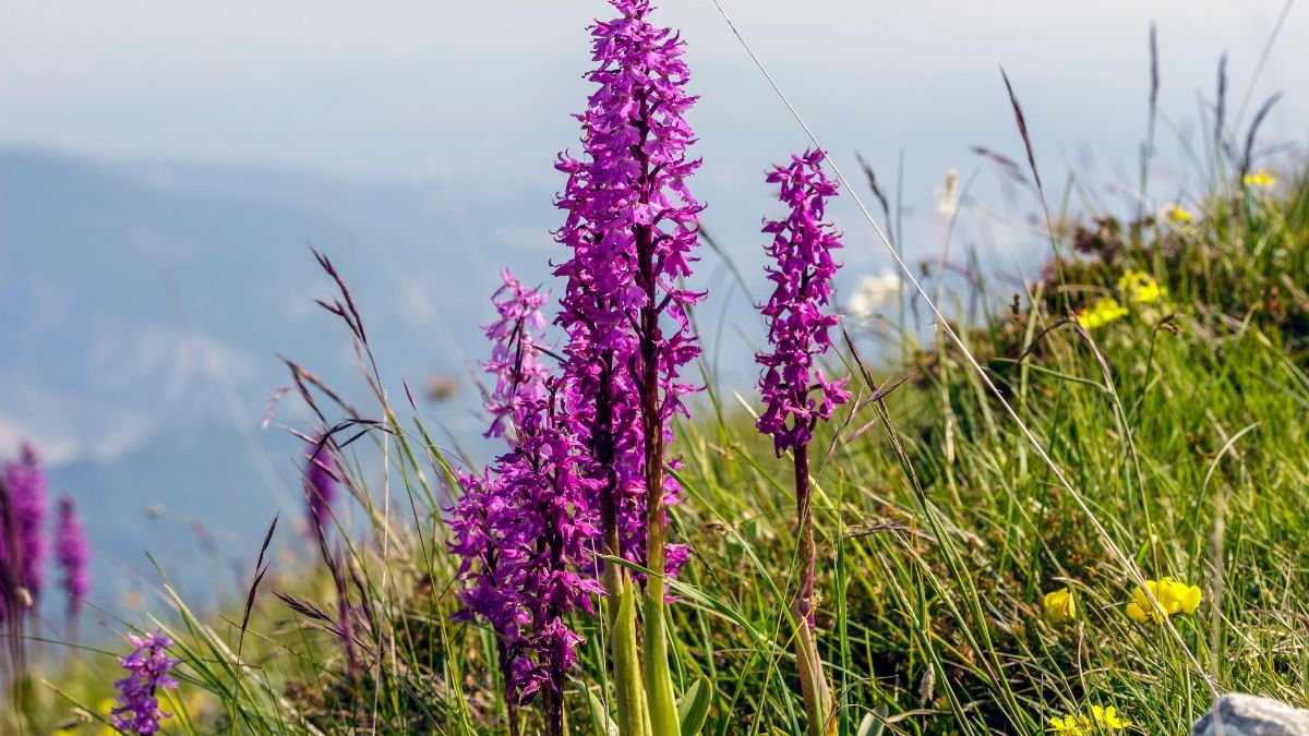 Füles kosbor (Orchis mascula) virágzó példányai zöld fűben, gyönyörű lila színben.