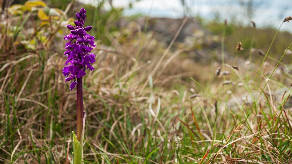 Egy gyönyörű füles kosbor virág, élénk lila színben, zöld fű között állva.